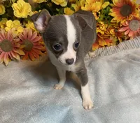 Blaire ( Olivia C # 4 ), a female Chihuahua for sale in Seminole, OK – 2 of 6