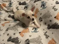 Smo, a male Chihuahua for sale in Seminole, OK – 3 of 9