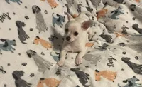 Smo, a male Chihuahua for sale in Seminole, OK – 2 of 9