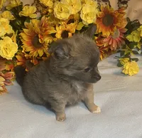 Benson ( Olivia C. # 2 ), a male Chihuahua for sale in Seminole, OK – 4 of 6