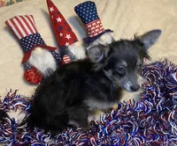 Olivia C.    # 1, a male Chihuahua for sale in Seminole, OK – 10 of 10