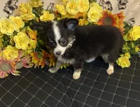 Brooklyn ( Olivia C # 3 ), a female Chihuahua for sale in Seminole, OK – 2 of 6