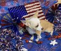 Olivia C. #4, a male Chihuahua for sale in Seminole, OK – 5 of 10