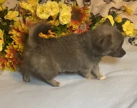 Benson ( Olivia C. # 2 ), a male Chihuahua for sale in Seminole, OK – 5 of 6
