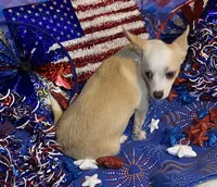 Olivia C. #4, a male Chihuahua for sale in Seminole, OK – 4 of 10