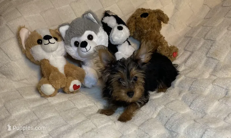 Penny, Sue # 2 – Yorkshire Terrier puppy for sale in Seminole, OK