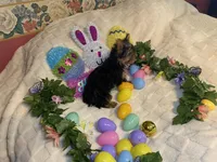 Penny, Sue # 2, a female Yorkshire Terrier for sale in Seminole, OK – Photo 3 of 8