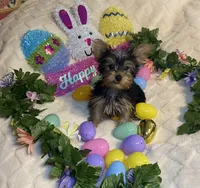 Penny, Sue # 2, a female Yorkshire Terrier for sale in Seminole, OK – Photo 2 of 8