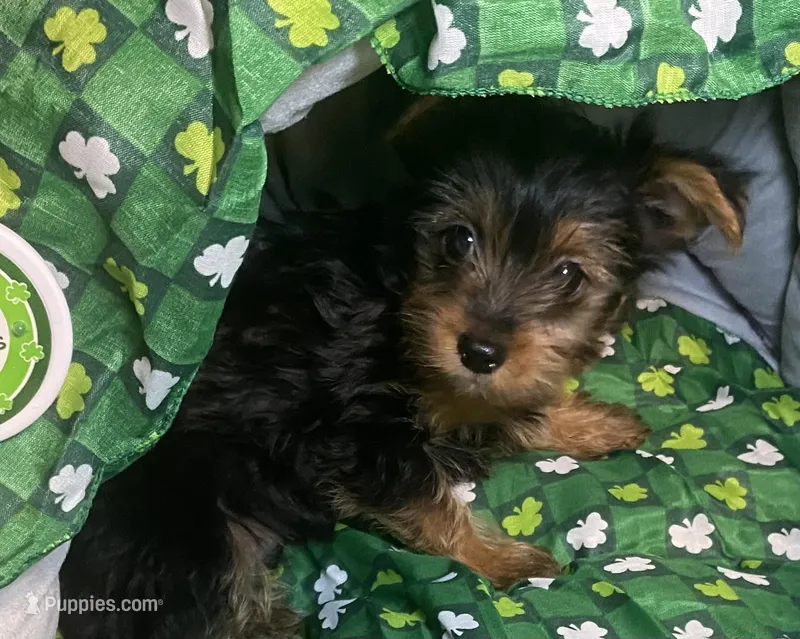 Penny, Sue # 2, a female Yorkshire Terrier for sale in Seminole, OK – Photo 1 of 3