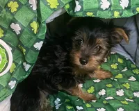 Penny, Sue # 2, a female Yorkshire Terrier for sale in Seminole, OK – Photo 1 of 3