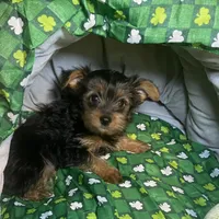 Penny, Sue # 2, a female Yorkshire Terrier for sale in Seminole, OK – Photo 8 of 8