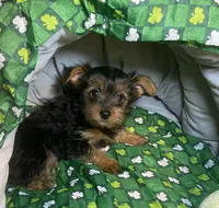 Penny, Sue # 2, a female Yorkshire Terrier for sale in Seminole, OK – Photo 3 of 3