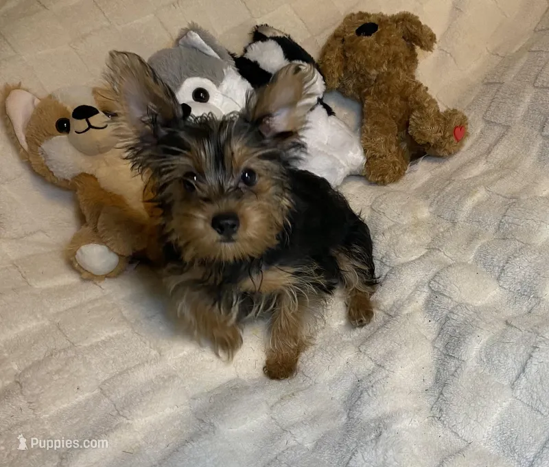 Penny, Sue # 2 – Yorkshire Terrier puppy for sale in Seminole, OK