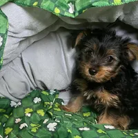 Penny, Sue # 2, a female Yorkshire Terrier for sale in Seminole, OK – Photo 5 of 8