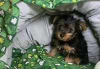 Penny, Sue # 2, a female Yorkshire Terrier for sale in Seminole, OK – Photo 2 of 3