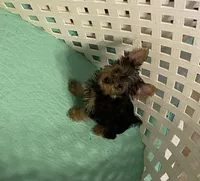 Penny, Sue # 2, a female Yorkshire Terrier for sale in Seminole, OK – Photo 7 of 8