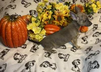 Alexei. Lydia. #2, a male Chihuahua for sale in Seminole, OK – 4 of 8