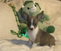 Lydia. # 2, a male Chihuahua for sale in Seminole, OK – Photo 4 of 6