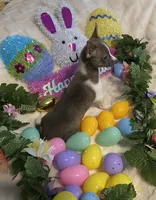 Lydia. # 2, a male Chihuahua for sale in Seminole, OK – Photo 3 of 6