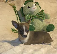 Lydia. # 2, a male Chihuahua for sale in Seminole, OK – Photo 5 of 6