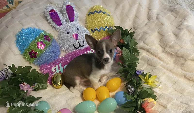 Lydia. # 2 – Chihuahua puppy for sale in Seminole, OK