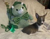 Lydia. # 2, a male Chihuahua for sale in Seminole, OK – Photo 6 of 6