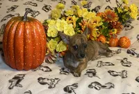 Abigail Lydia #4, a female Chihuahua for sale in Seminole, OK – 5 of 9