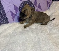Bonnie ( Olivia C. #5 ), a female Chihuahua for sale in Seminole, OK – 5 of 6