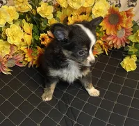 Brooklyn ( Olivia C # 3 ), a female Chihuahua for sale in Seminole, OK – 4 of 6