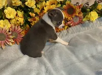 Blaire ( Olivia C # 4 ), a female Chihuahua for sale in Seminole, OK – 4 of 6