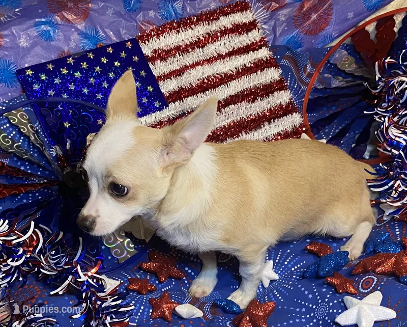 Olivia C. #4 – Chihuahua puppy for sale in Seminole, OK
