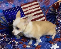 Olivia C. #4, a male Chihuahua for sale in Seminole, OK – 1 of 10