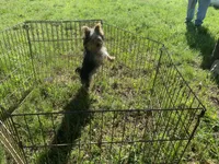 Olivia Y # 1, a male Yorkshire Terrier for sale in Seminole, OK – 4 of 10