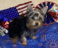 Penny, Sue. #1, a male Yorkshire Terrier for sale in Seminole, OK – 3 of 10