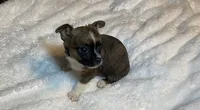 Adara Lydia #3, a female Chihuahua for sale in Seminole, OK – 2 of 6