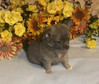 Benson ( Olivia C. # 2 ), a male Chihuahua for sale in Seminole, OK – 1 of 6
