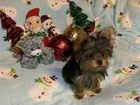 Porsche # 1, a male Yorkshire Terrier for sale in Seminole, OK – Photo 3 of 6