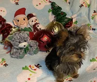 Porsche # 1, a male Yorkshire Terrier for sale in Seminole, OK – Photo 6 of 6