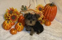 Porsche # 1, a male Yorkshire Terrier for sale in Seminole, OK – Photo 5 of 6