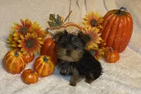 Porsche # 1, a male Yorkshire Terrier for sale in Seminole, OK – Photo 2 of 6