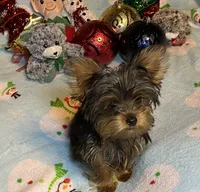 Porsche # 1, a male Yorkshire Terrier for sale in Seminole, OK – Photo 1 of 6
