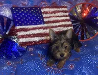 Penny, Sue # 2, a female Yorkshire Terrier for sale in Seminole, OK – 3 of 10