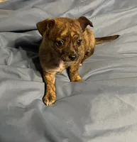 Abigail Lydia #4, a female Chihuahua for sale in Seminole, OK – 1 of 6
