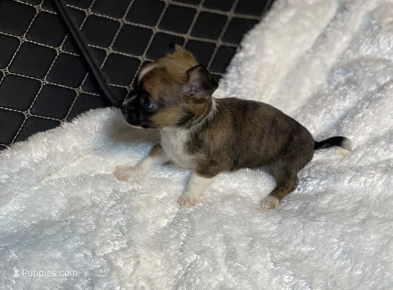 Adara Lydia #3 – Chihuahua puppy for sale in Seminole, OK