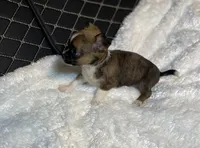 Adara Lydia #3, a female Chihuahua for sale in Seminole, OK – 1 of 6