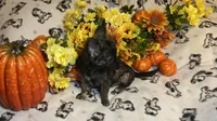 Alfred  Lydia #1, a male Chihuahua for sale in Seminole, OK – 4 of 9