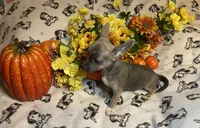 Alexei. Lydia. #2, a male Chihuahua for sale in Seminole, OK – 5 of 8