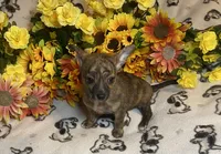 Bonnie ( Olivia C. #5 ), a female Chihuahua for sale in Seminole, OK – 1 of 6