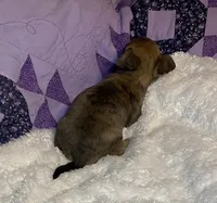 Abigail Lydia #4, a female Chihuahua for sale in Seminole, OK – 5 of 6