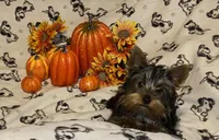 Olivia Y # 1, a male Yorkshire Terrier for sale in Seminole, OK – Photo 9 of 9